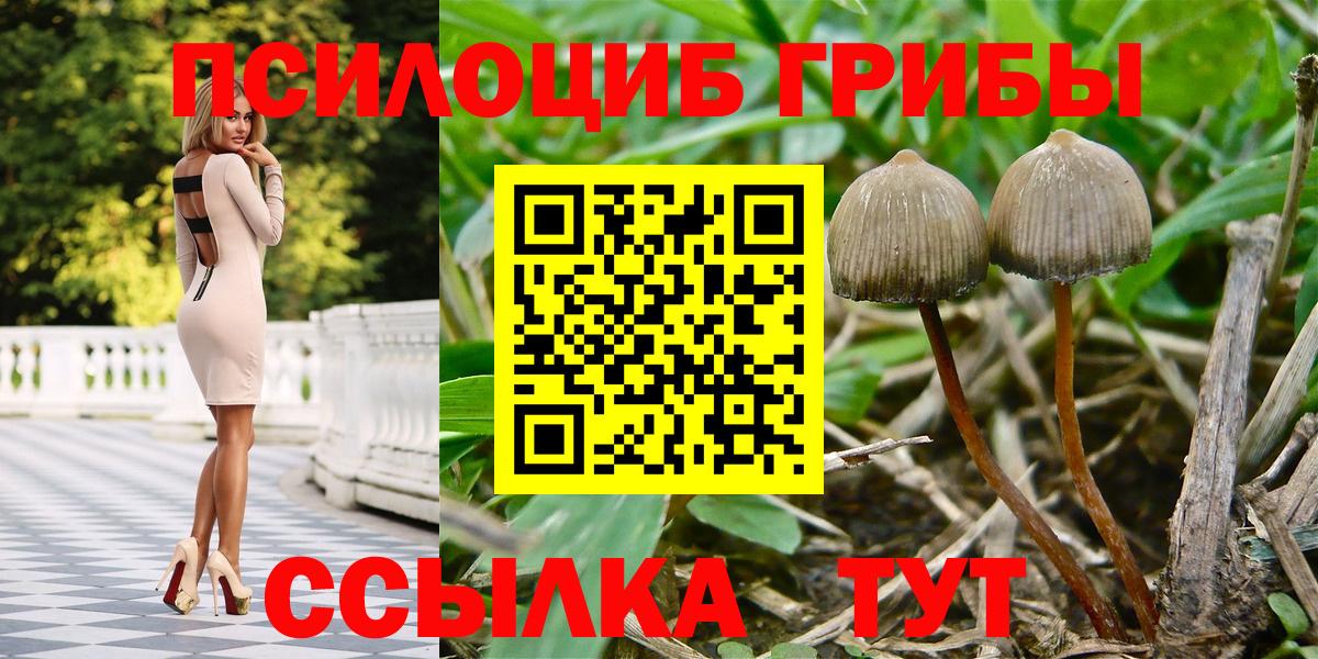 Галлюциногенные грибы Psilocybine cubensis Ачинск